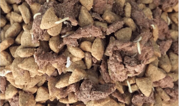 dry dog food with worms