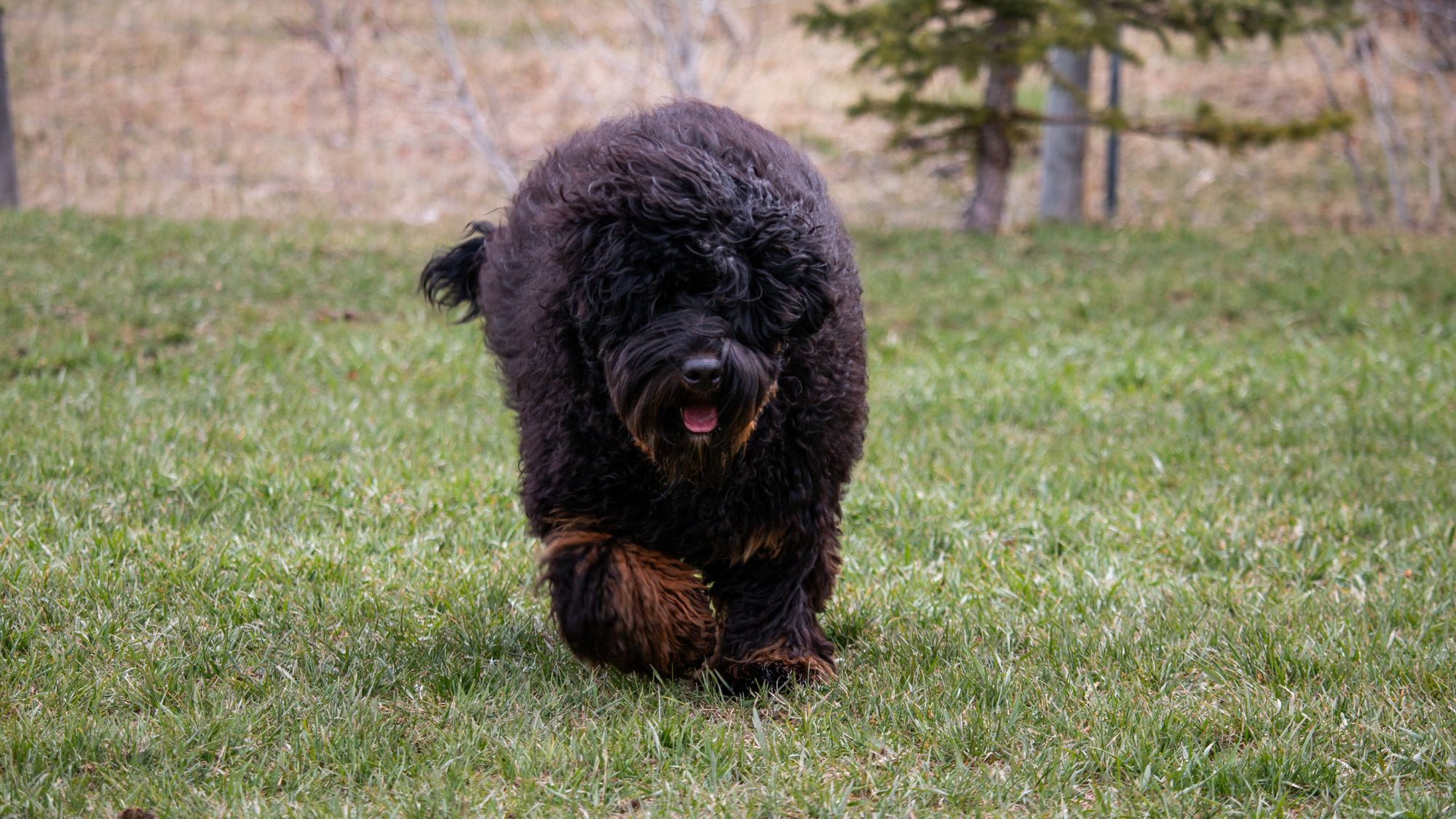 Brickhaven's Phantom Knight, Sir Orrick at Big Rock Labradoodles