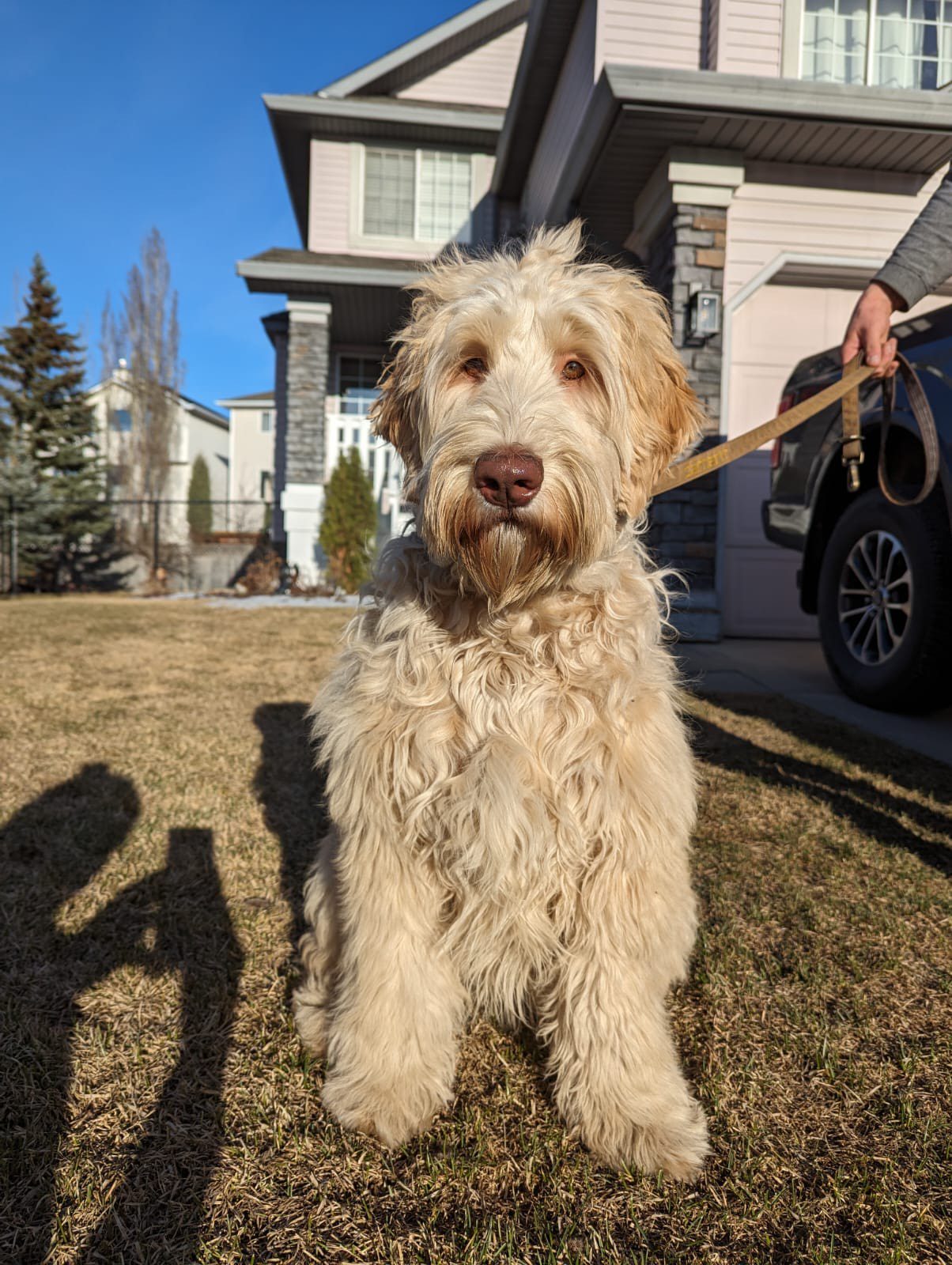 Big Rock Labradoodles Teeter from our Yellowston Litter - 6.5 months