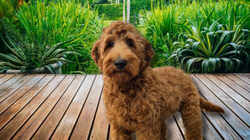 Big Rock's Holly Hobbie - from Big Rock Labradoodles Good Old Toys Litter - at 21 weeks outside