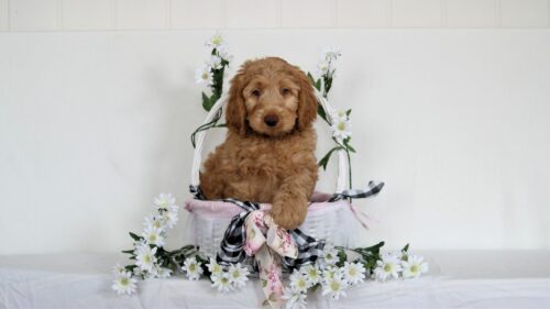 Big Rock Labradoodles Puppy from Famous Dogs Litter Marmaduke 9 weeks