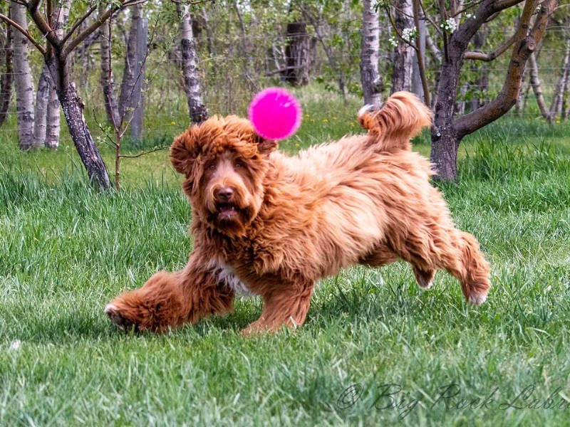 Big Rock Labradoodle Australian Labradoodle