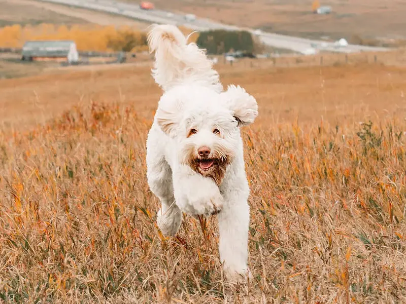 Big Rock Labradoodles Australian Labradoodle