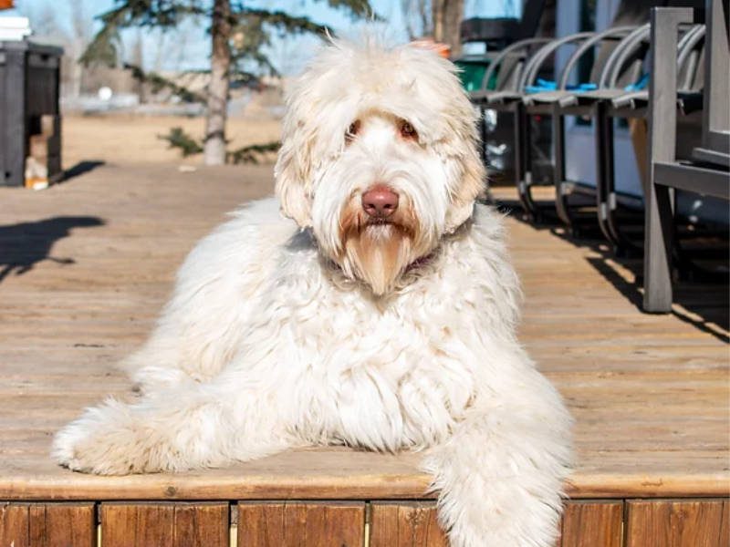 Australian Labradoodle breeding female dog from Big Rock Labradoodles