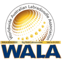 2023 WALA badge for Big Rock Labradoodles