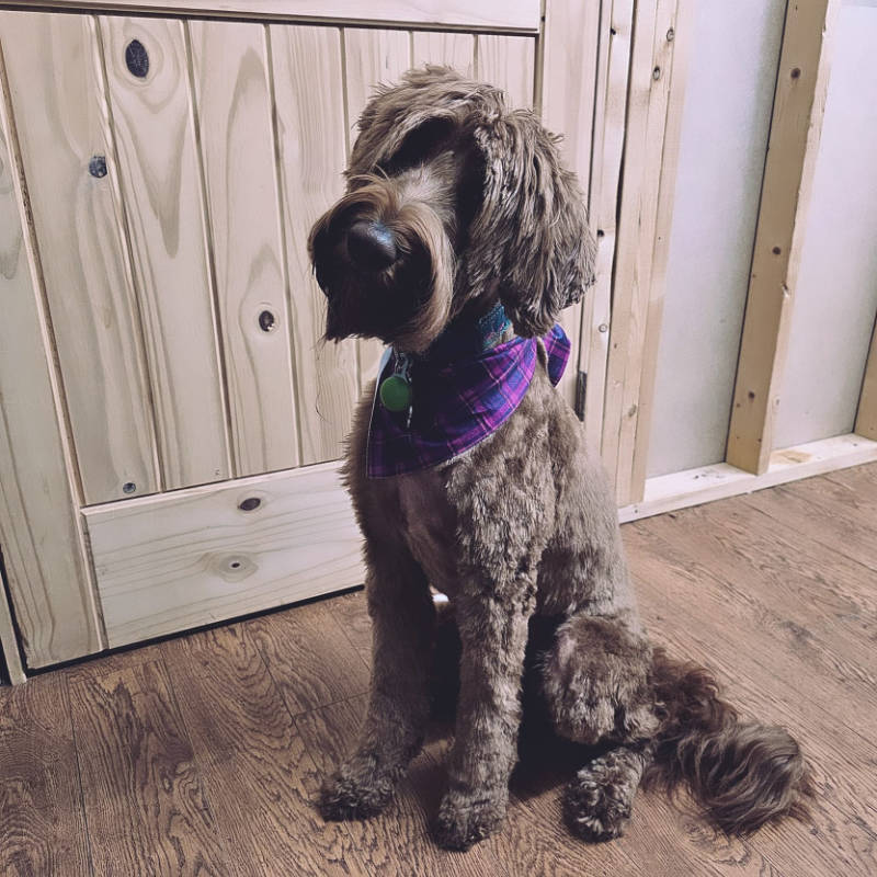 A Labradoodle after being groomed by Big Rock Labradoodle Spot