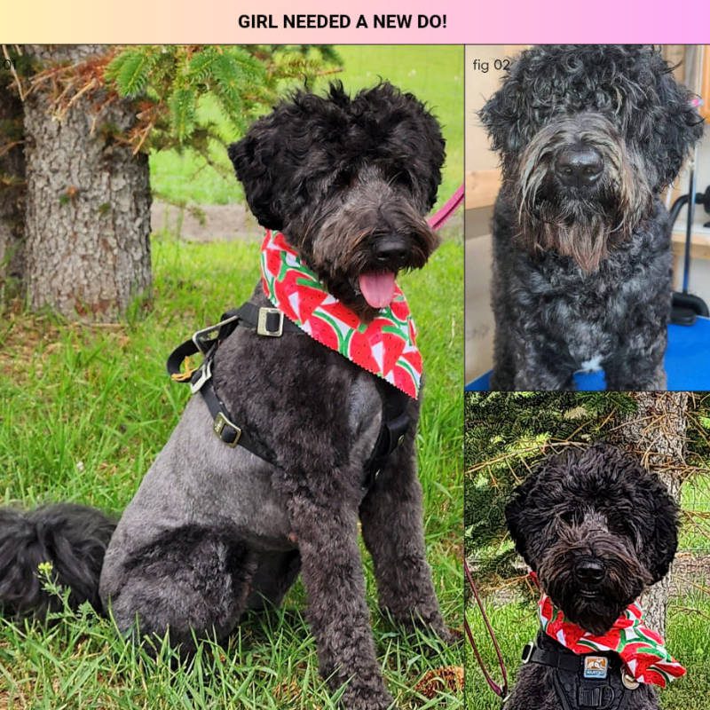 A Labradoodle after being groomed by Big Rock Labradoodle Spot