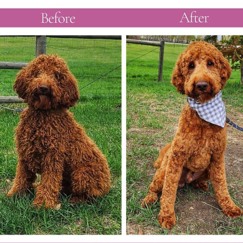 Before and after photos of Labradoodle Grooming by Big Rock Labradoodle Spot