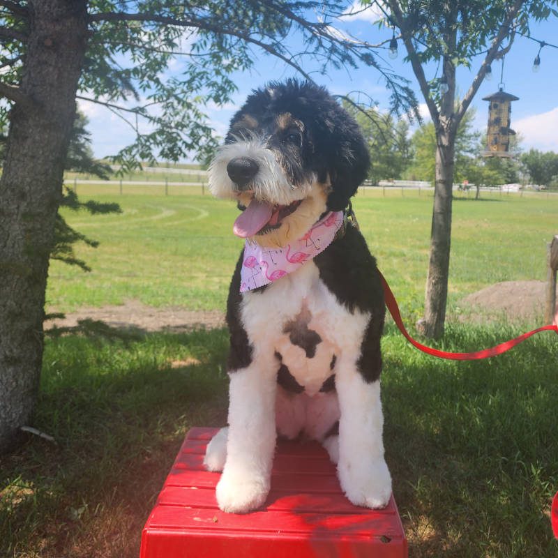 A Labradoodle after being groomed by Big Rock Labradoodle Spot