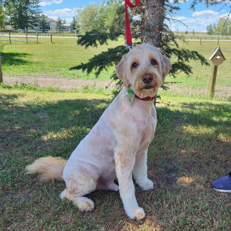 A Labradoodle after being groomed by Big Rock Labradoodle Spot