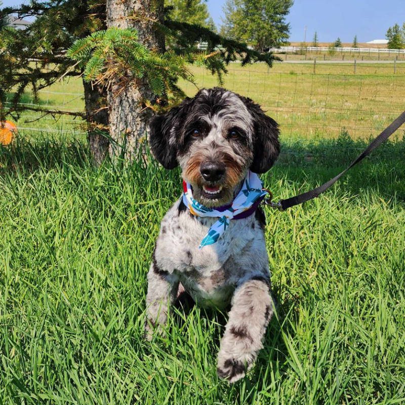 A Labradoodle after being groomed by Big Rock Labradoodle Spot