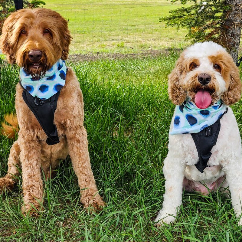 Two Labradoodles after being groomed by Big Rock Labradoodle Spot