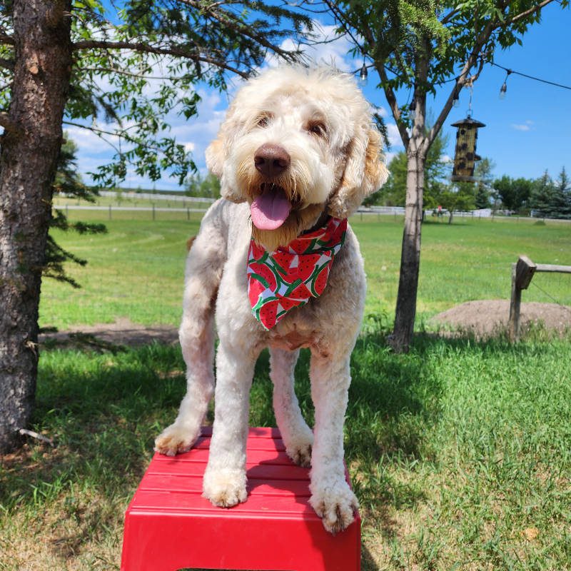 A Labradoodle after being groomed by Big Rock Labradoodle Spot