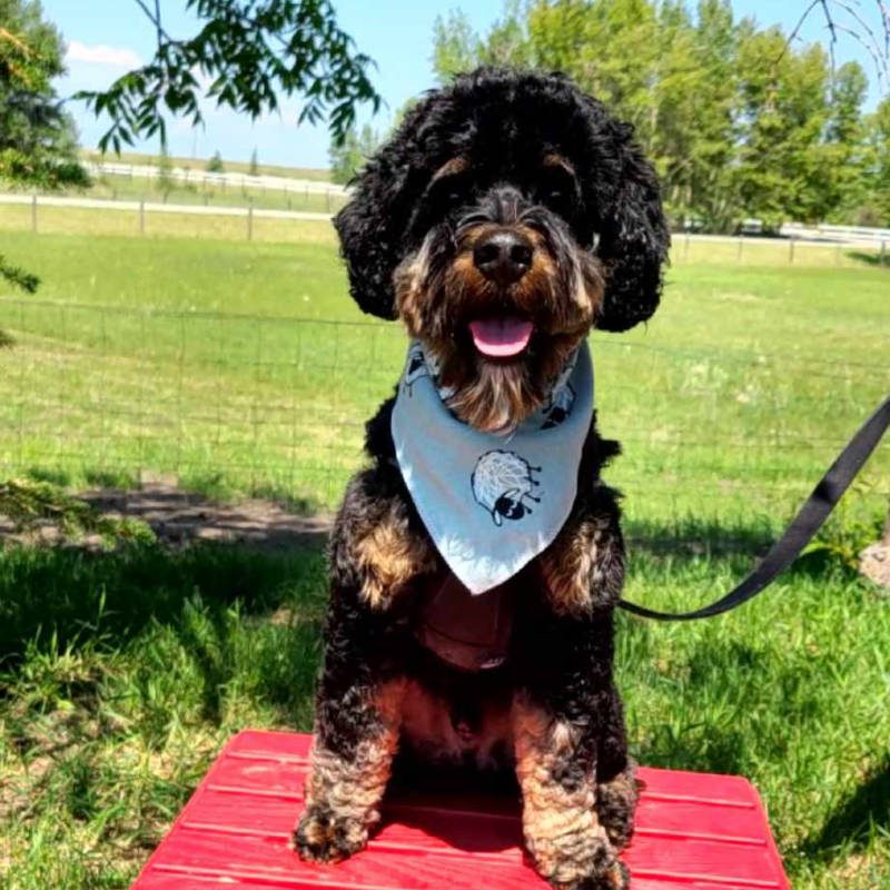 A Labradoodle after being groomed by Big Rock Labradoodle Spot