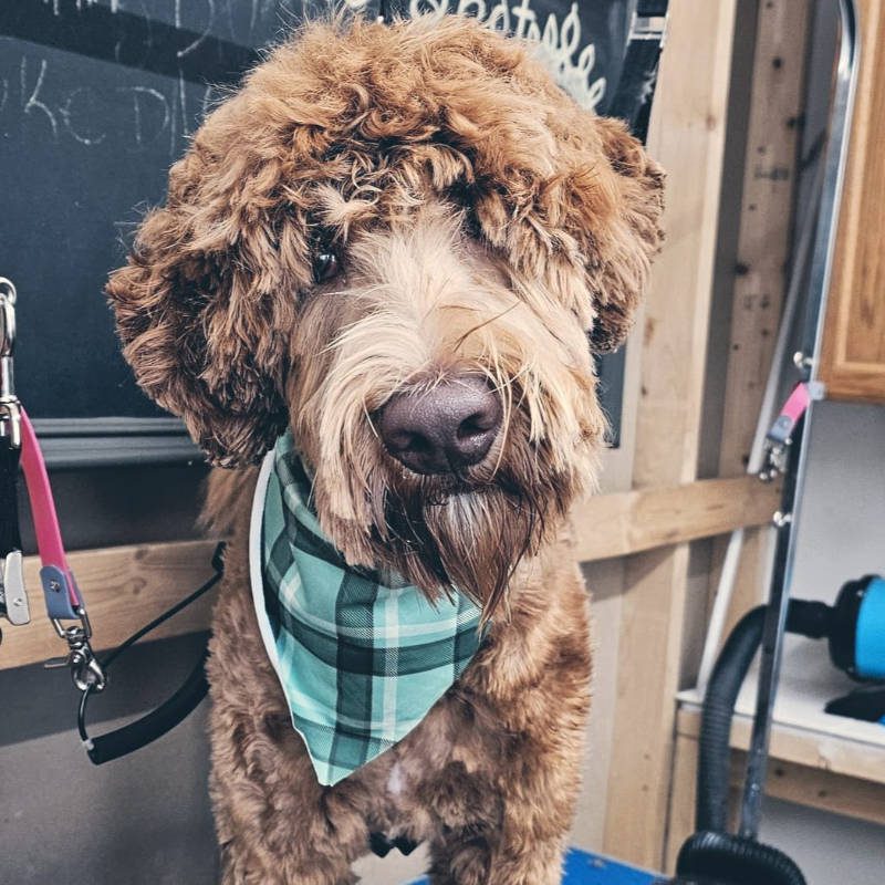 A Labradoodle after being groomed by Big Rock Labradoodle Spot