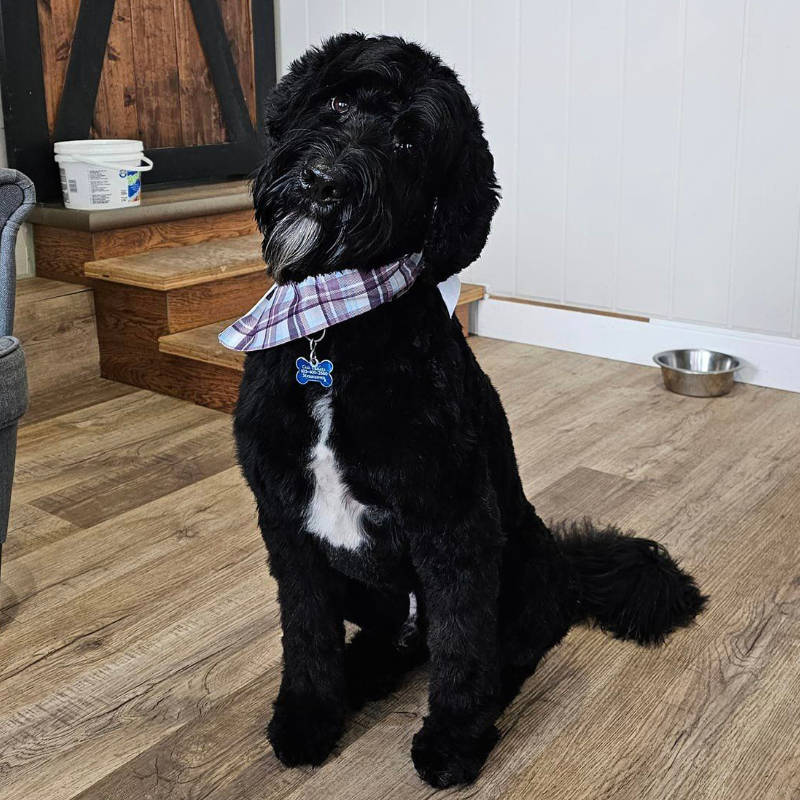 A Labradoodle after being groomed by Big Rock Labradoodle Spot