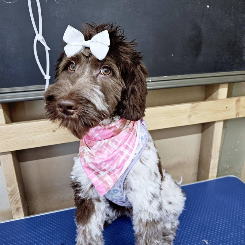 A Labradoodle after being groomed by Big Rock Labradoodle Spot