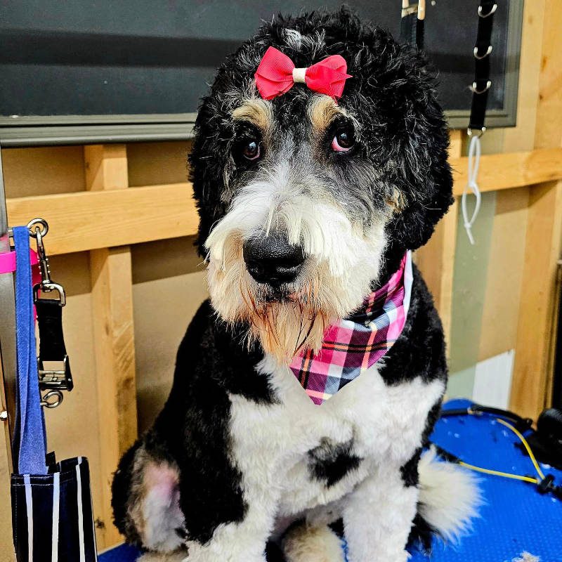 A Labradoodle after being groomed by Big Rock Labradoodle Spot