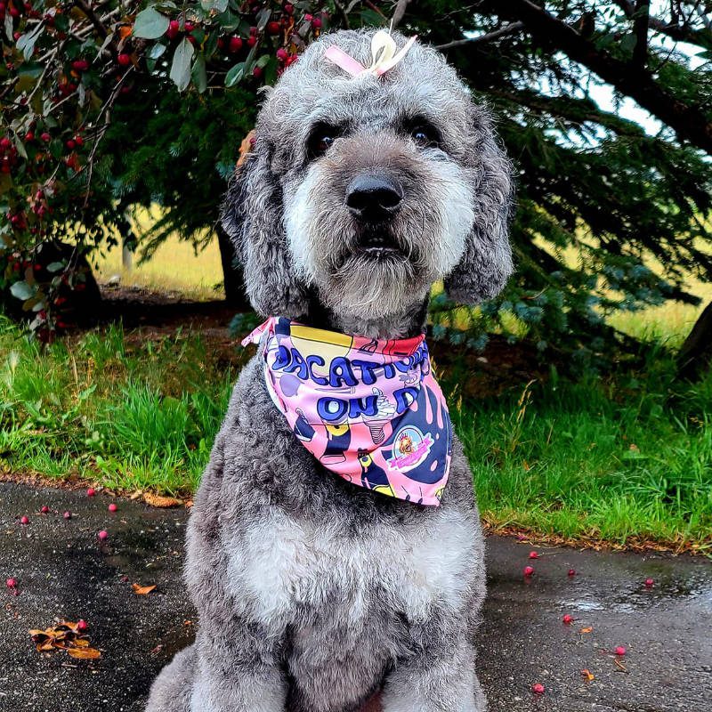 A Labradoodle after being groomed by Big Rock Labradoodle Spot