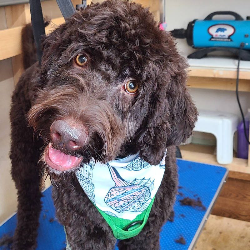 A Labradoodle after being groomed by Big Rock Labradoodle Spot