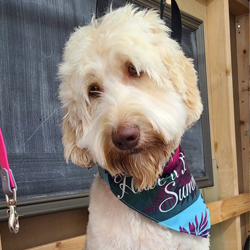 A Labradoodle after being groomed by Big Rock Labradoodle Spot