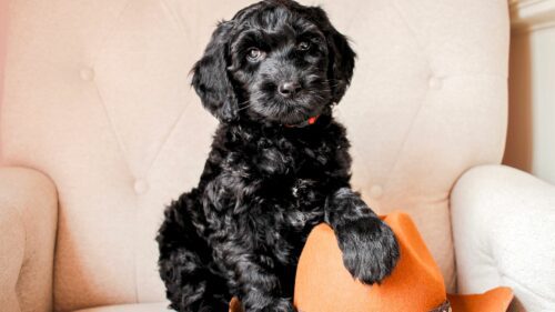 Big Rock's Blue - from Big Rock Labradoodles' Willie Nelson Favourites and Friends Litter - at 7 weeks