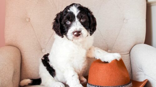 Big Rock's Doc - from Big Rock Labradoodles' Willie Nelson Favourites and Friends Litter - at 7 weeks
