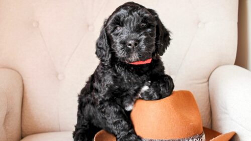 Big Rock's Johnny - from Big Rock Labradoodles' Willie Nelson Favourites and Friends Litter - at 7 weeks