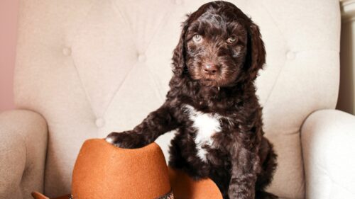 Big Rock's Kris - from Big Rock Labradoodles' Willie Nelson Favourites and Friends Litter - at 7 weeks