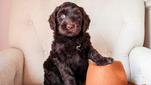 Big Rock's Pancho - from Big Rock Labradoodles' Willie Nelson Favourites and Friends Litter - at 7 weeks