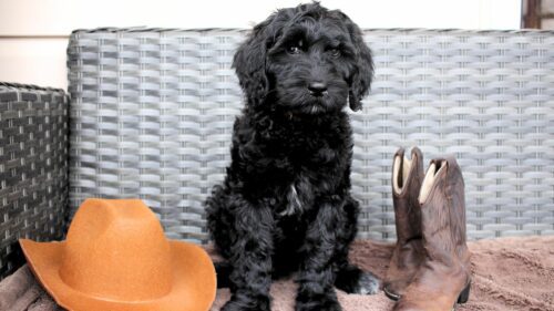 Big Rock Labradoodles Willie Nelson Friends and Favourites' Litter Week 10 Blue