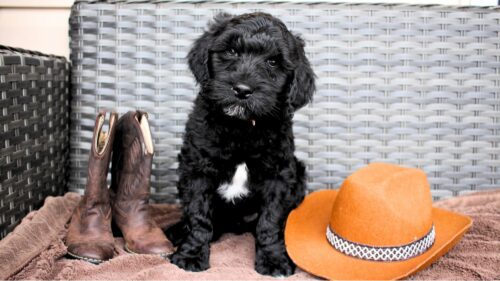 Big Rock Labradoodles Willie Nelson Friends and Favourites' Litter Week 10 Johnny