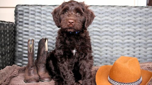 Big Rock Labradoodles Willie Nelson Friends and Favourites' Litter Week 10 Pancho