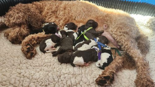 Australian Labradoodle with newborn pups