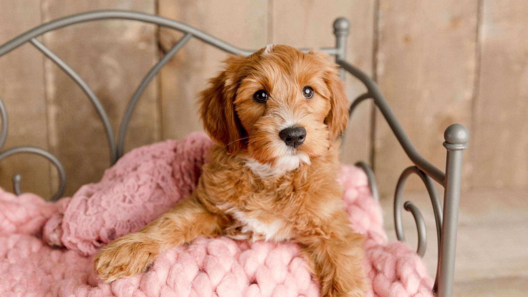 Labradoodle blowing puppy coat online