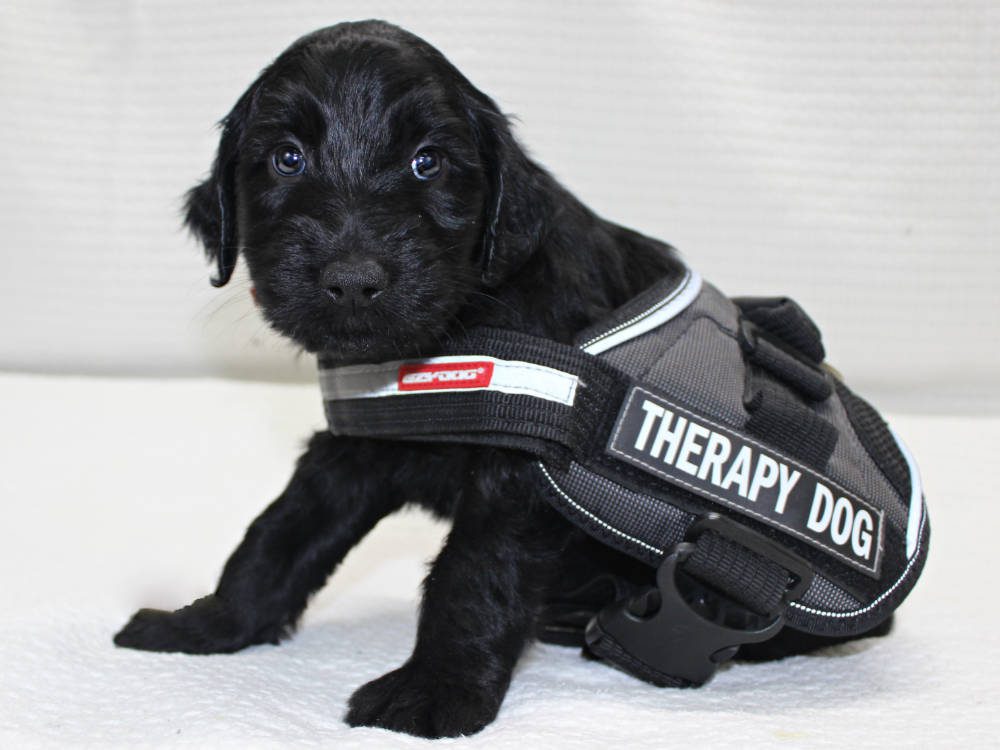 Australian Labradoodle Puppy with a Therapy Dog vest on.