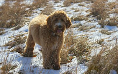 Best Brushes for Australian Labradoodles