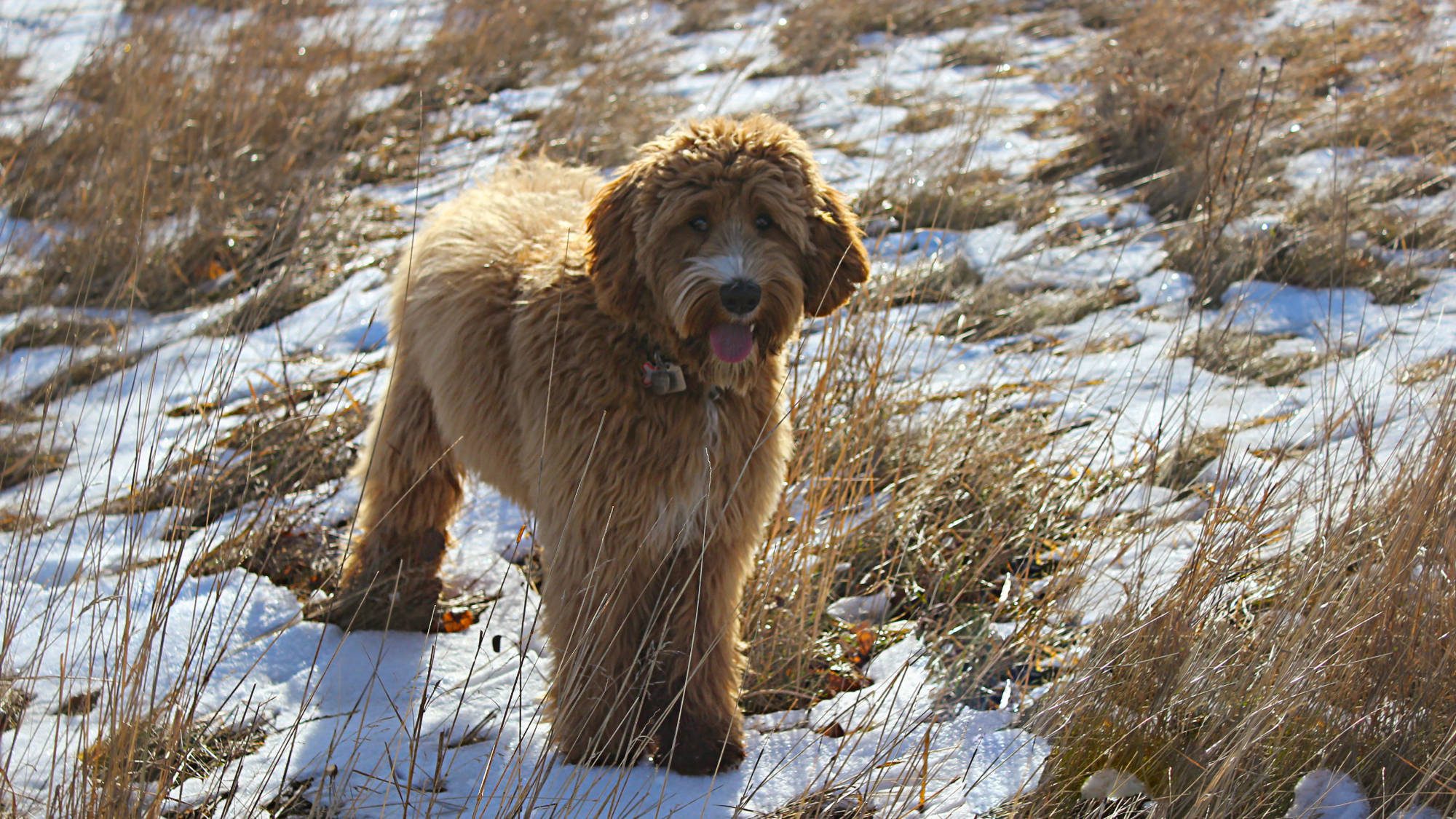 Best Brushes for Australian Labradoodles