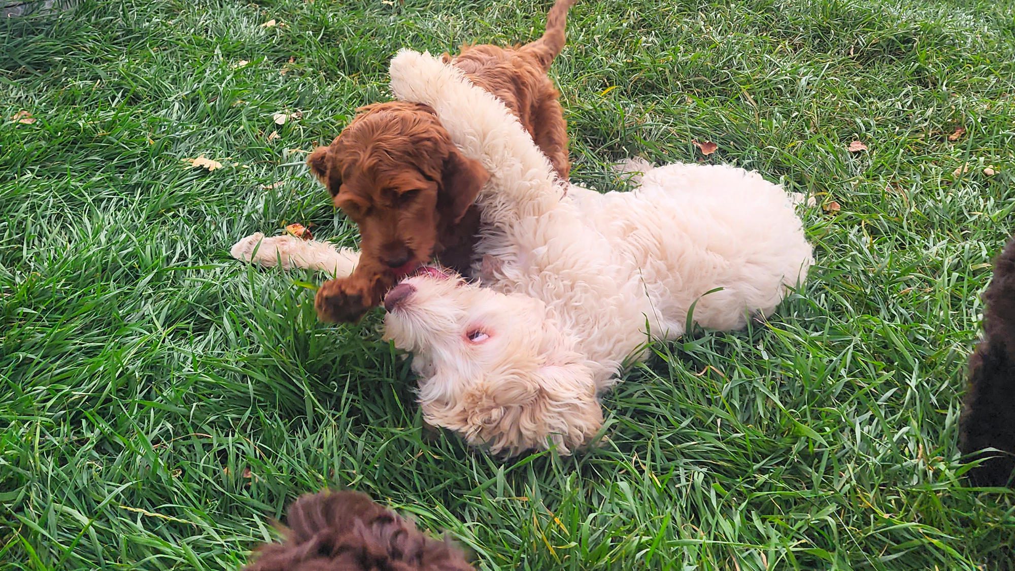 Australian Labradoodle puppies playing in the grass