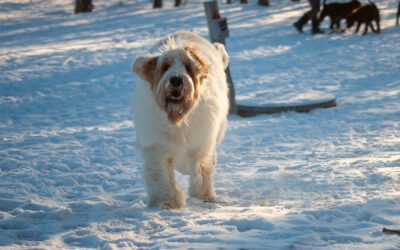 How to Keep Dogs Safe in Winter