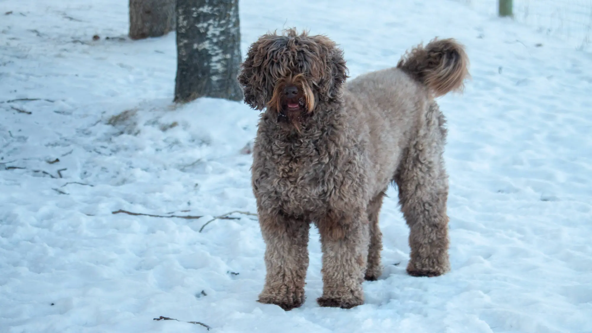 Australian Labradoodle at Big Rock Labradoodles