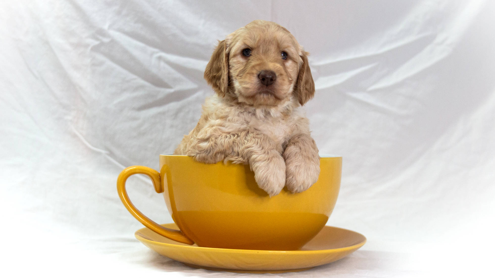 5 week old Australian Labradoodle Puppy sitting in a teacup - form Big Rock Labradoodles Famous Dogs Litter