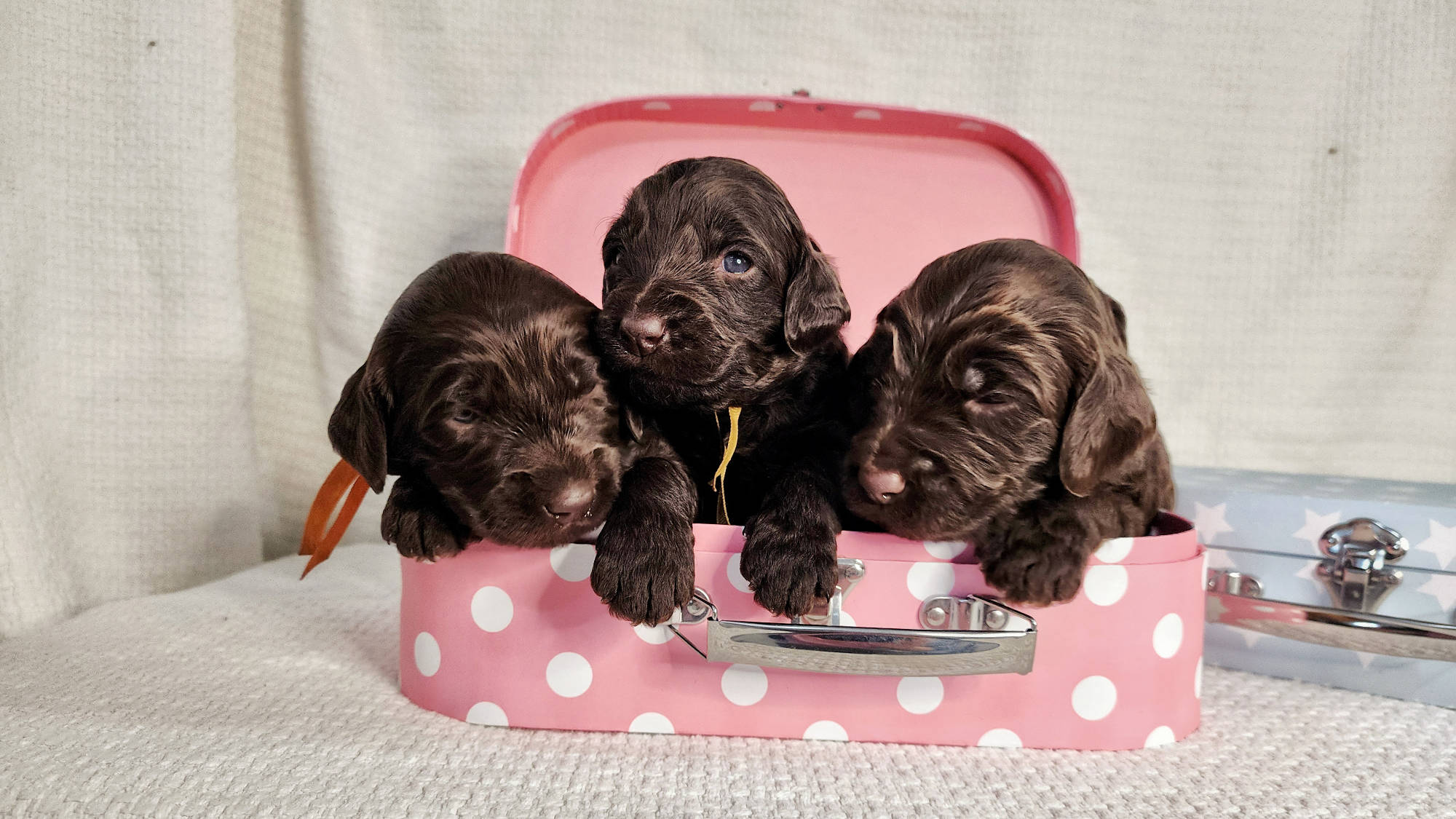 Big Rock Labradoodles - Famous Dogs photoshoot showing 3 puppies in a little pink suitcase