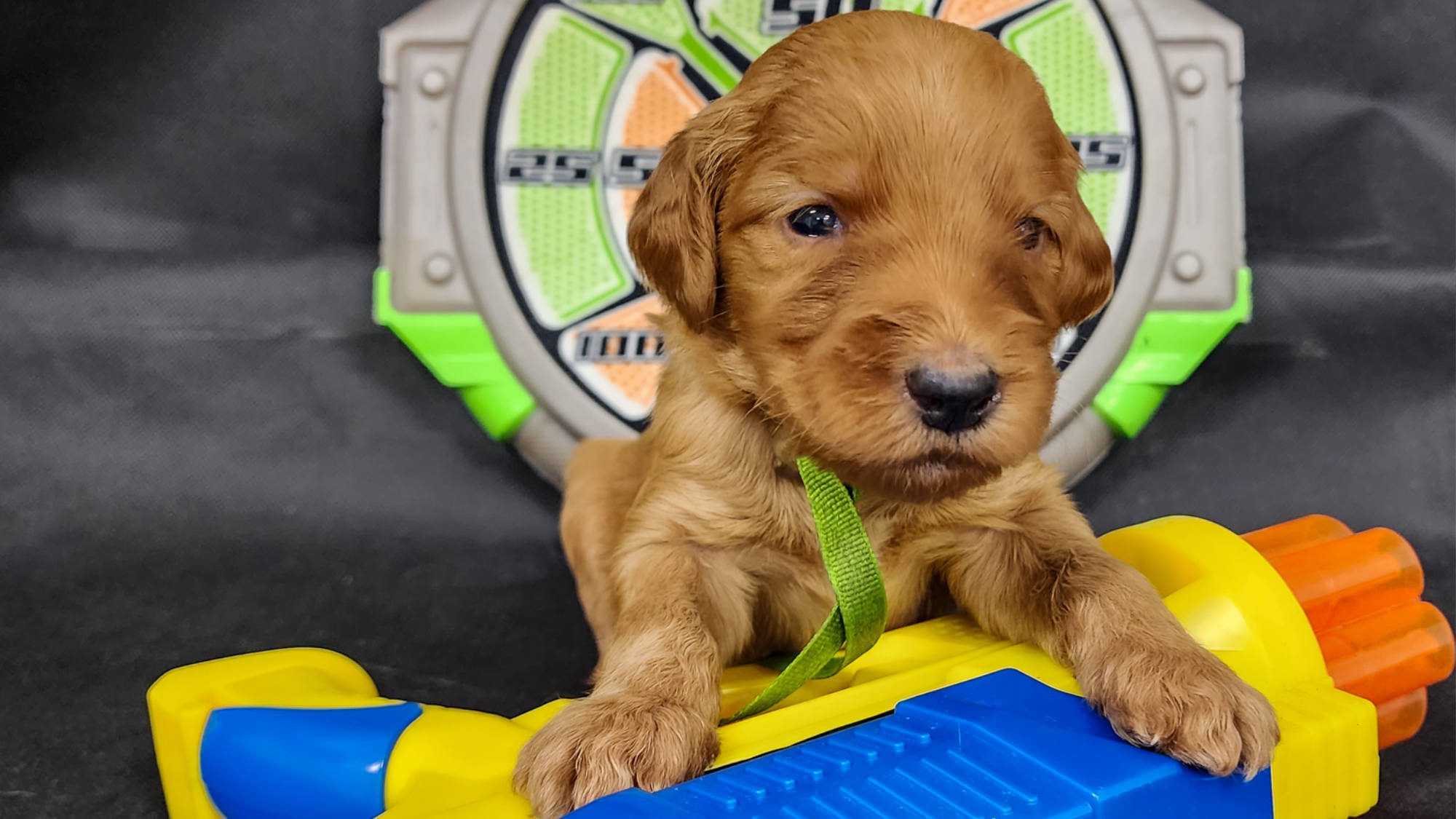 Australian Labradoodle Puppy form Big Rock Labradoodles