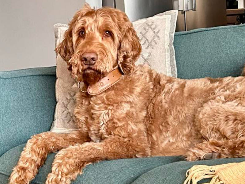 Big Rock Labradoodles - Australian Labradoodle Dad laying on a couch in his forever home