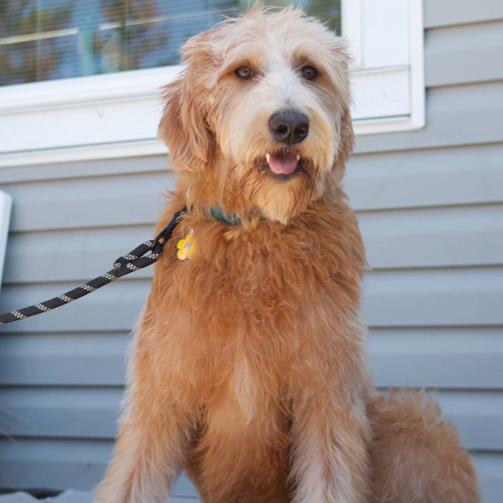 Australian Labradoodle - example of a doodle with a hair coat