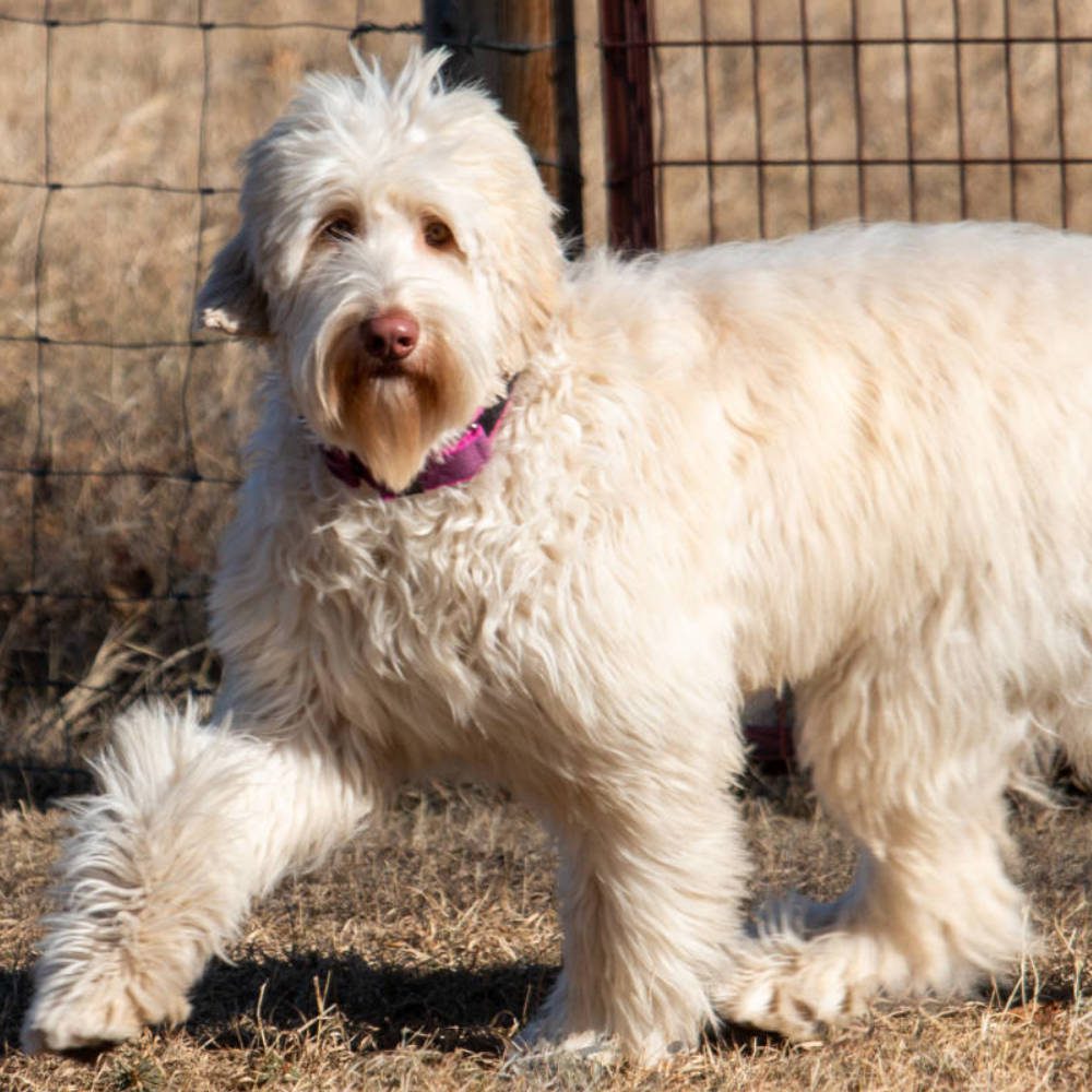 Australian Labradoodle - example of a doodle with a straight to wavy coat