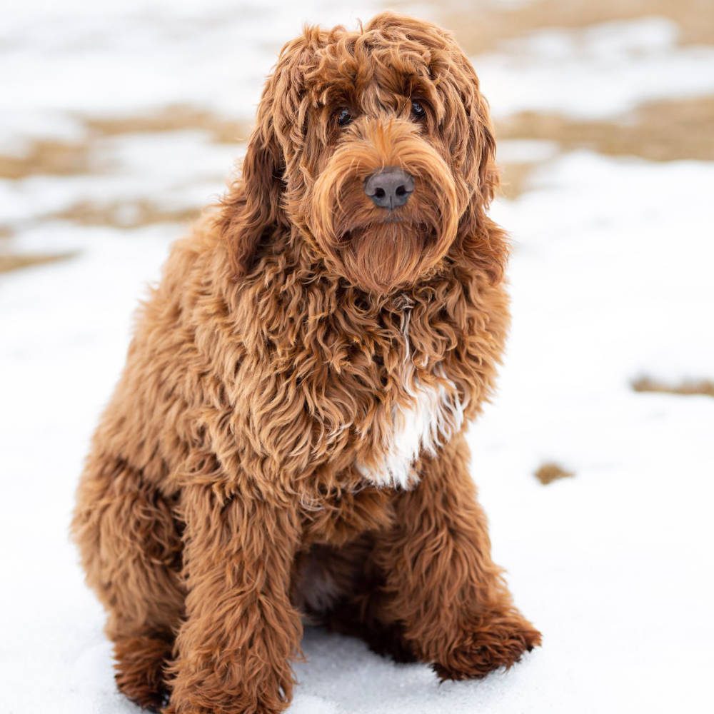 Australian Labradoodle - example of a doodle with a wavy to curly coat