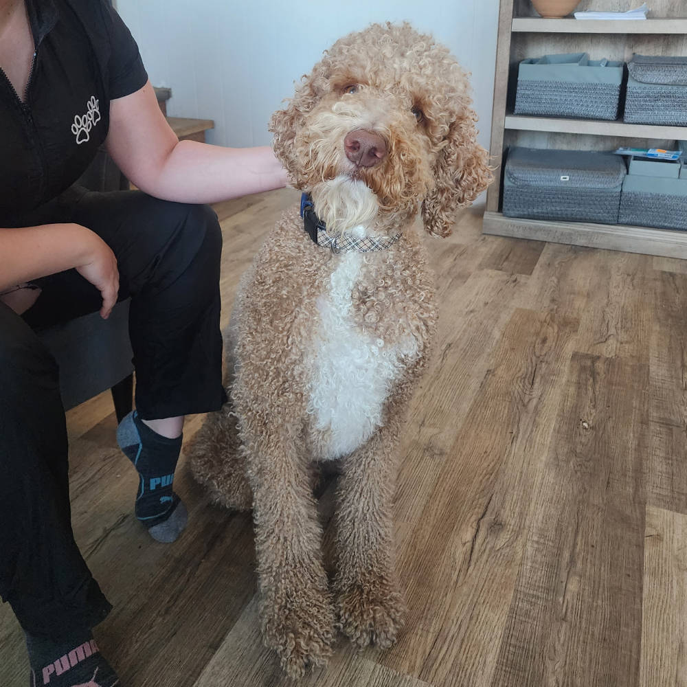 Australian Labradoodle - example of a doodle with a wool coat