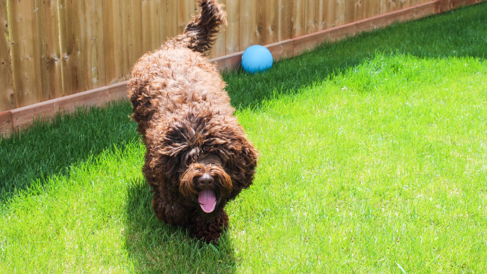 Australian Labradoodle - Big Rock North's Midnight Blue - Blue